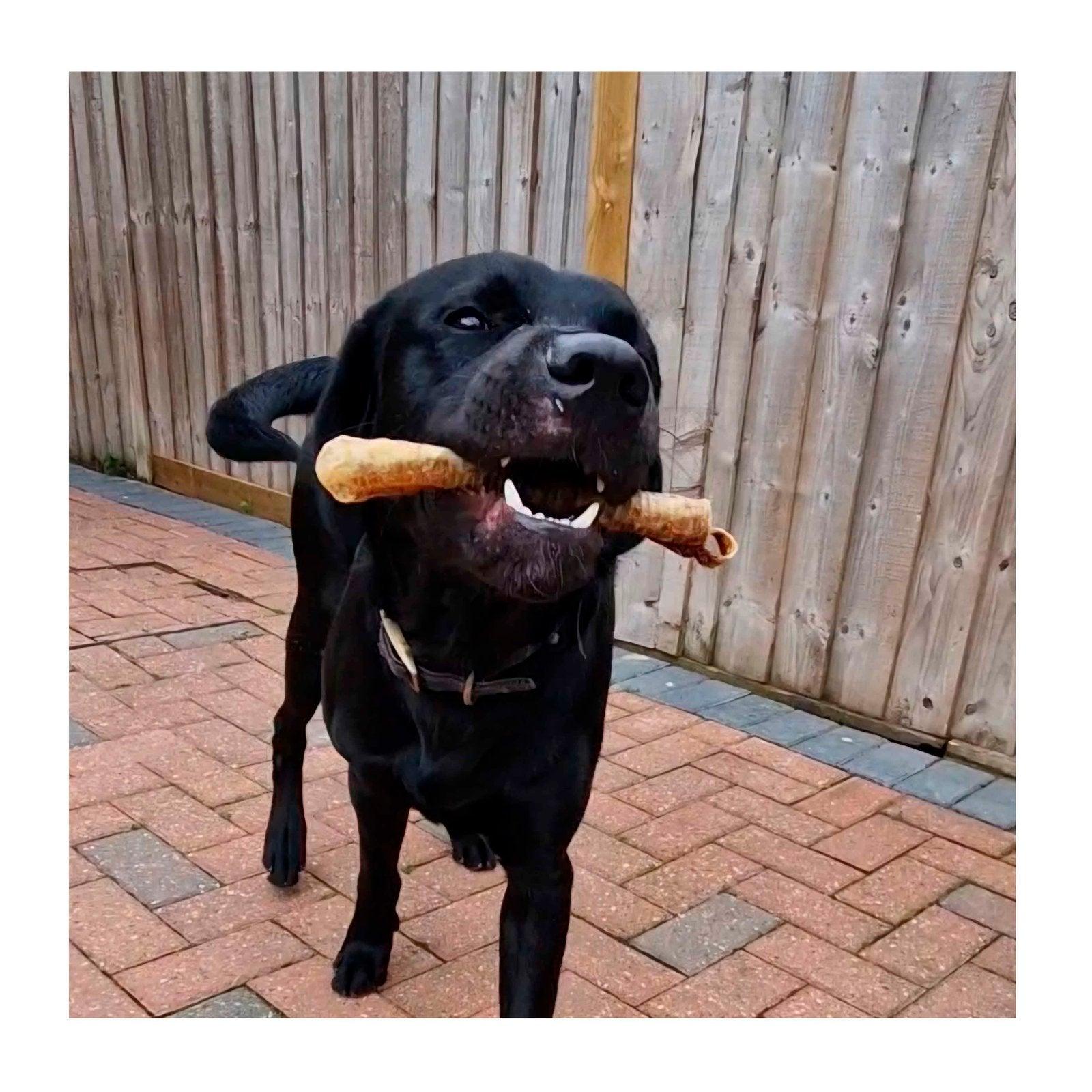 Dog enjoying Goat Tube Dog Treat