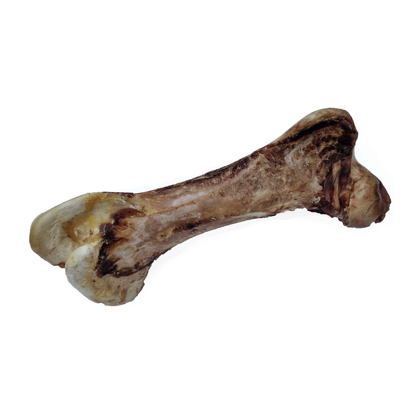 Ostrich "Dino" Bone