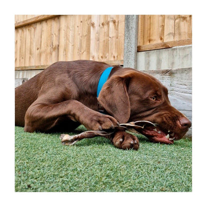 Dog enjoying Camel Braid Dog Treat