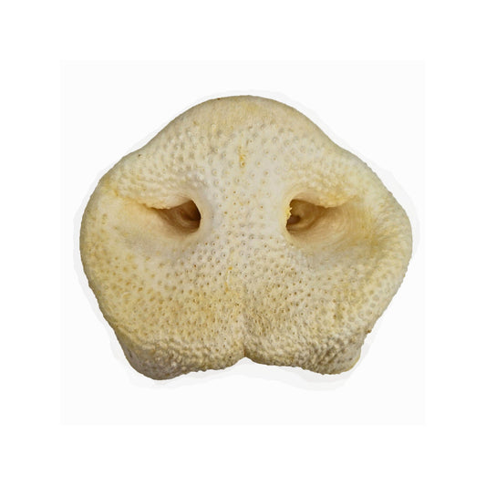 Anco Puffed Pig Snout (Pack of 2)